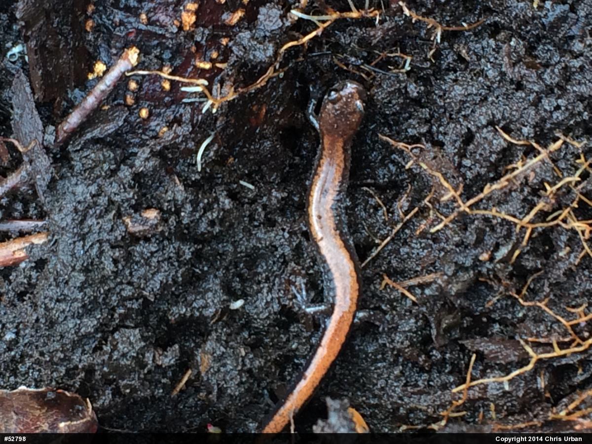 Eastern Red-backed  Salamander