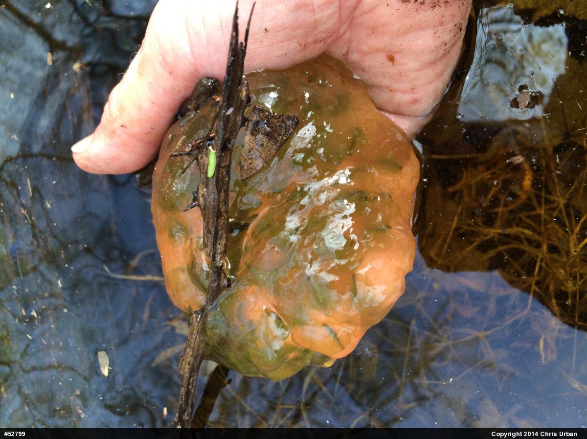 Spotted Salamander