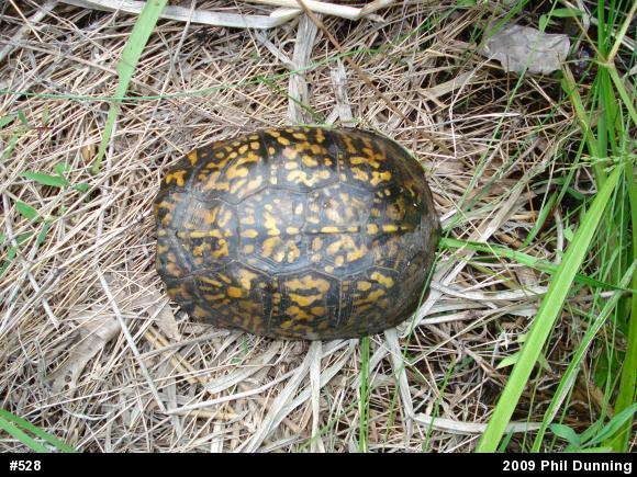 Eastern Box Turtle