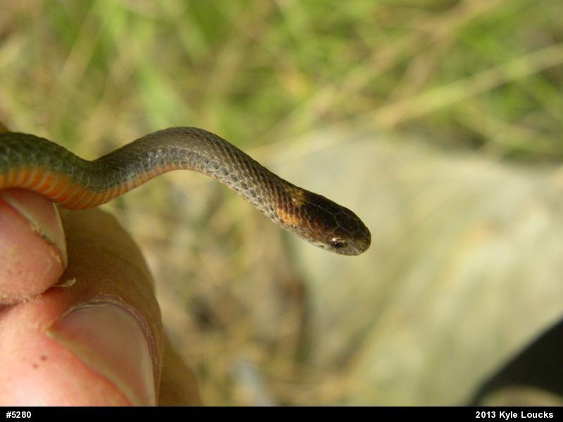 Red-bellied Snake