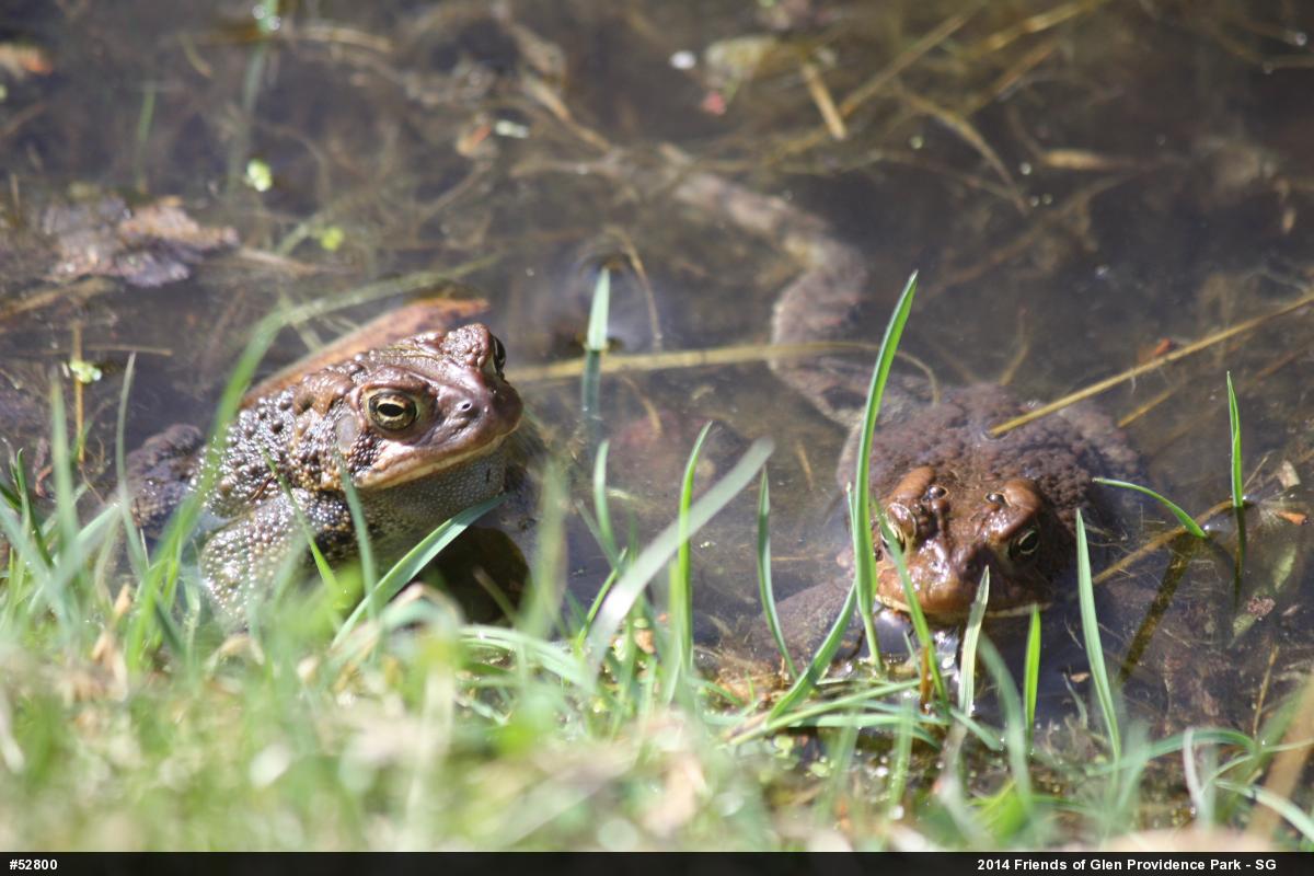 Eastern American Toad