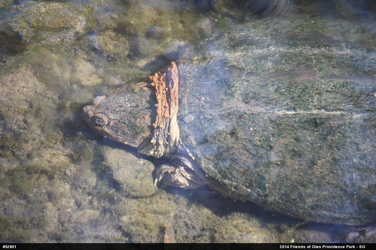 Snapping Turtle