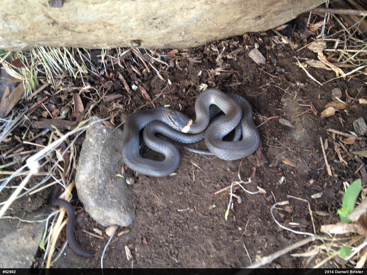 Northern Ring-necked Snake