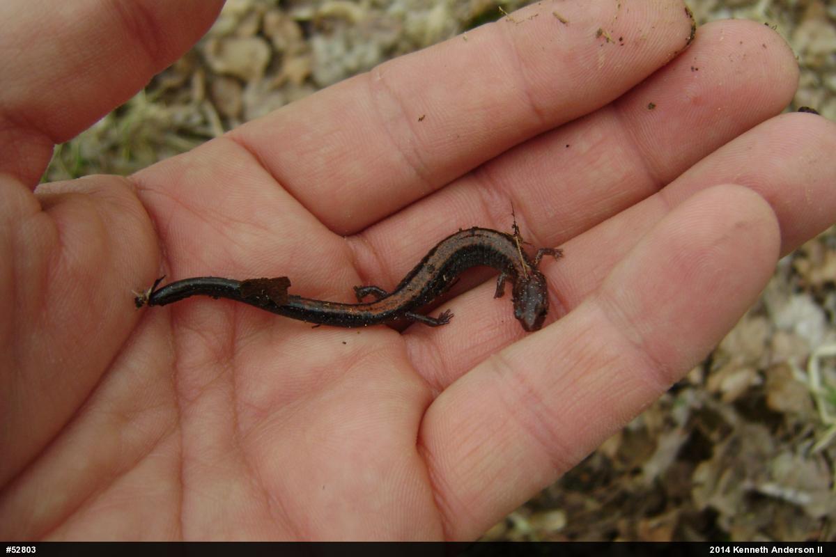 Eastern Red-backed  Salamander
