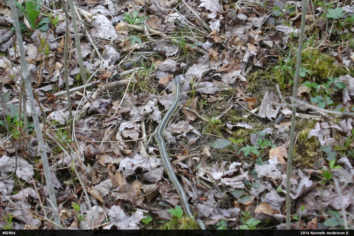 Eastern Gartersnake
