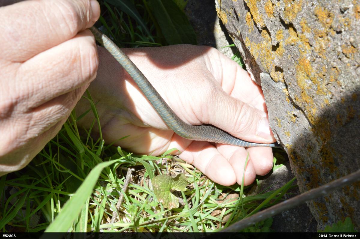 Northern Black Racer