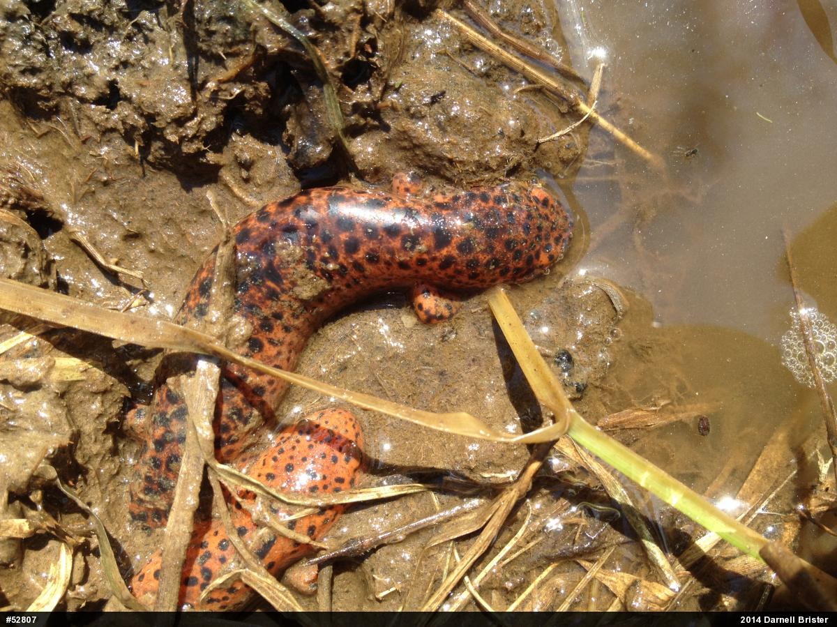 Northern Red Salamander