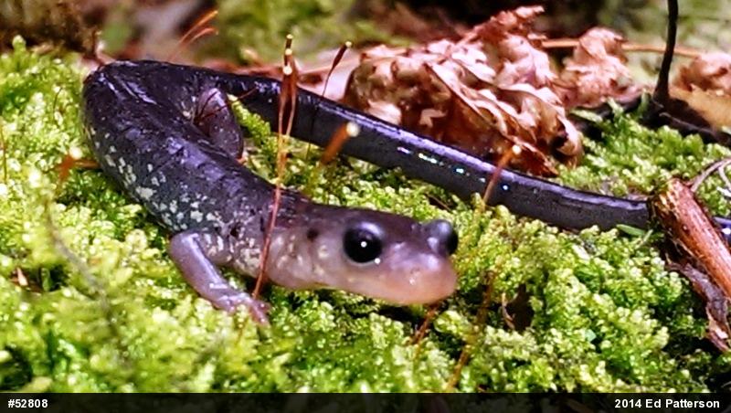 Wehrle's Salamander