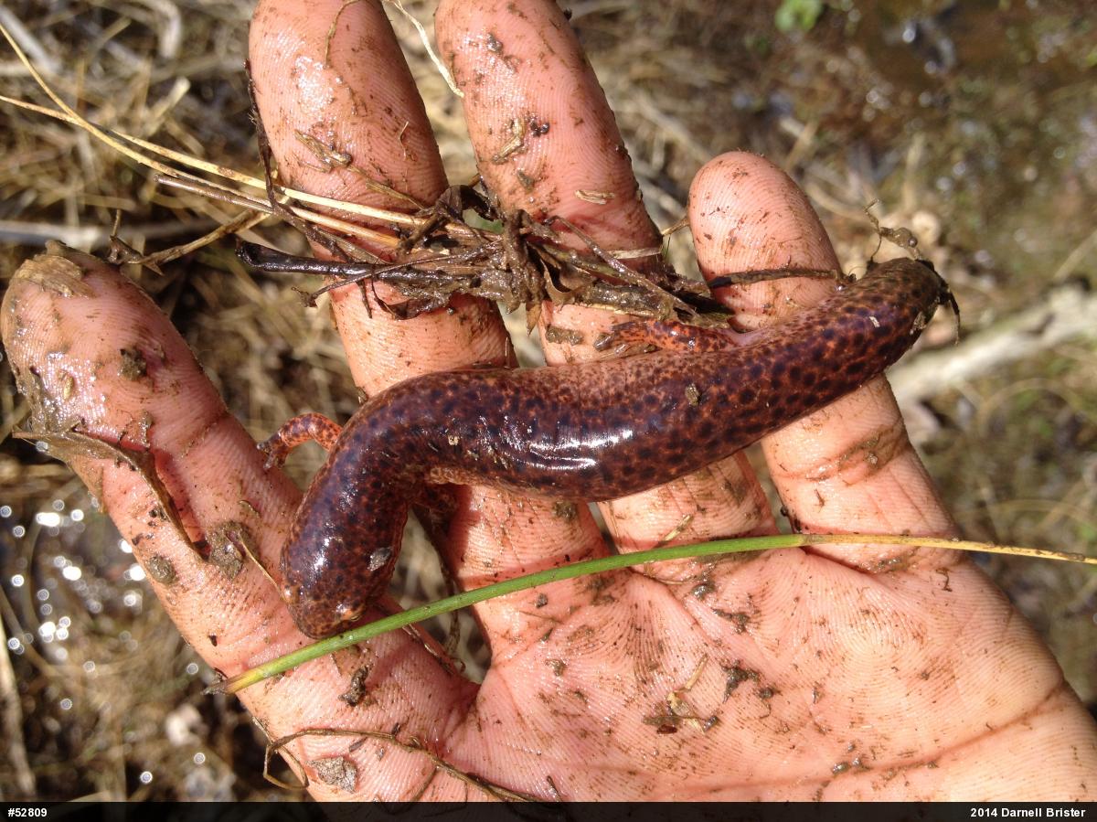 Northern Red Salamander