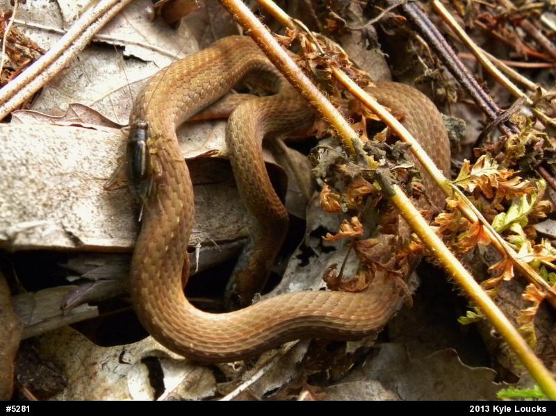 Red-bellied Snake