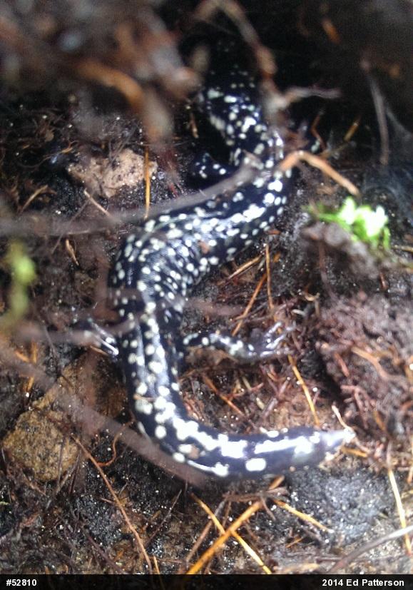 Northern Slimy Salamander