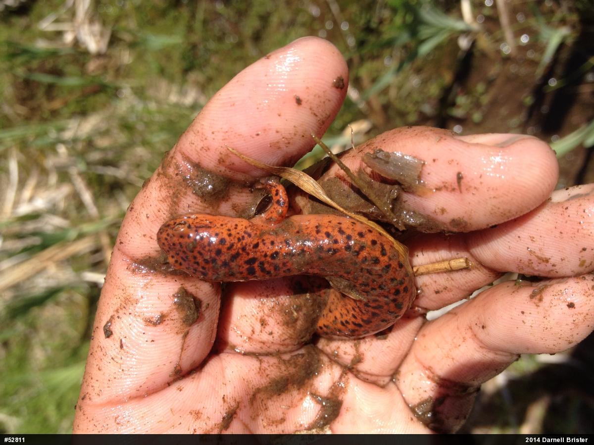 Northern Red Salamander