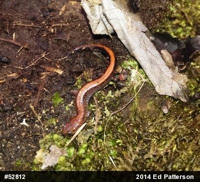 Eastern Red-backed  Salamander