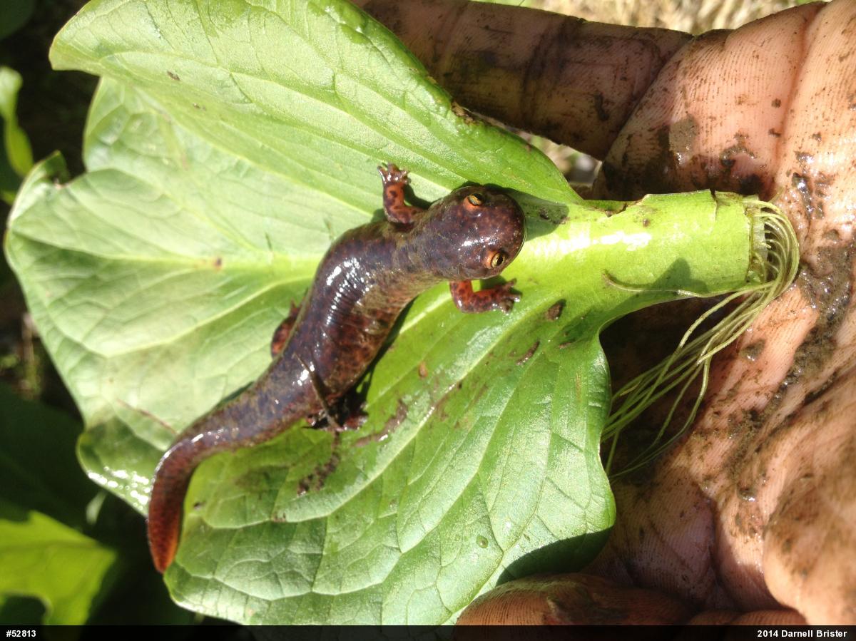 Northern Red Salamander