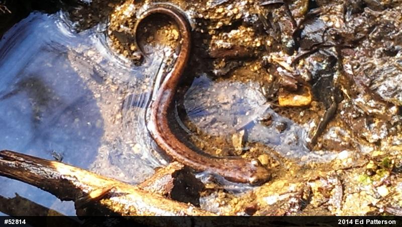 Allegheny Mountain Dusky Salamander