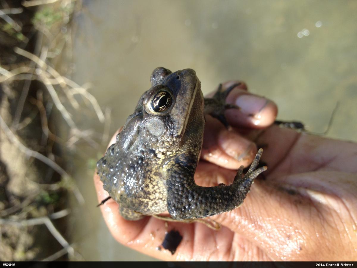 Eastern American Toad