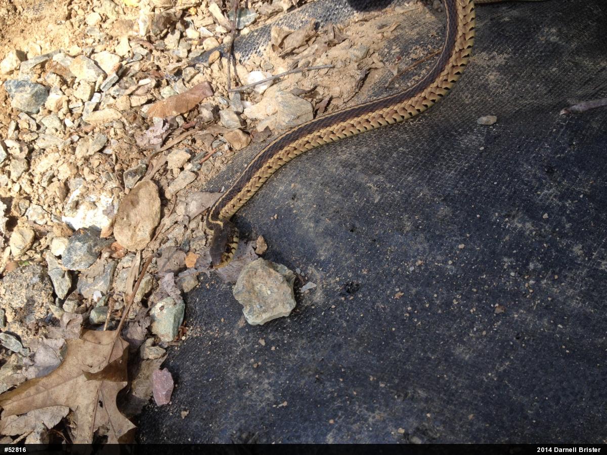Eastern Gartersnake