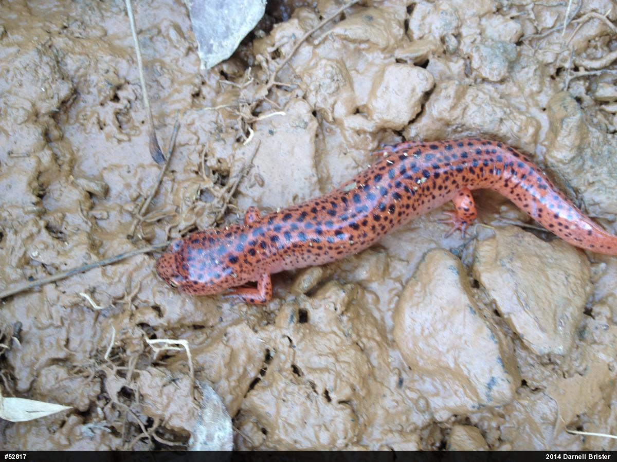 Northern Red Salamander