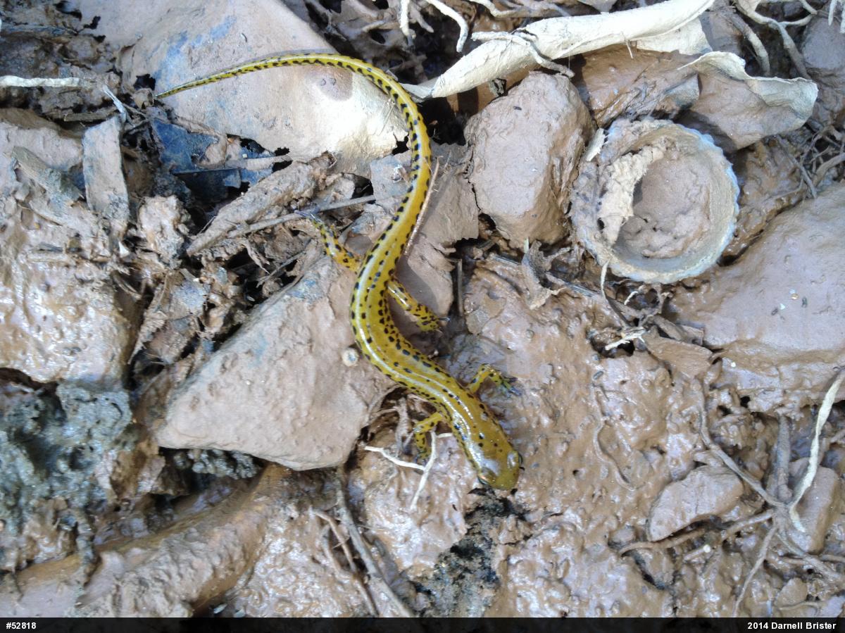Eastern Long-tailed Salamander