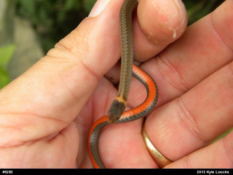 Red-bellied Snake