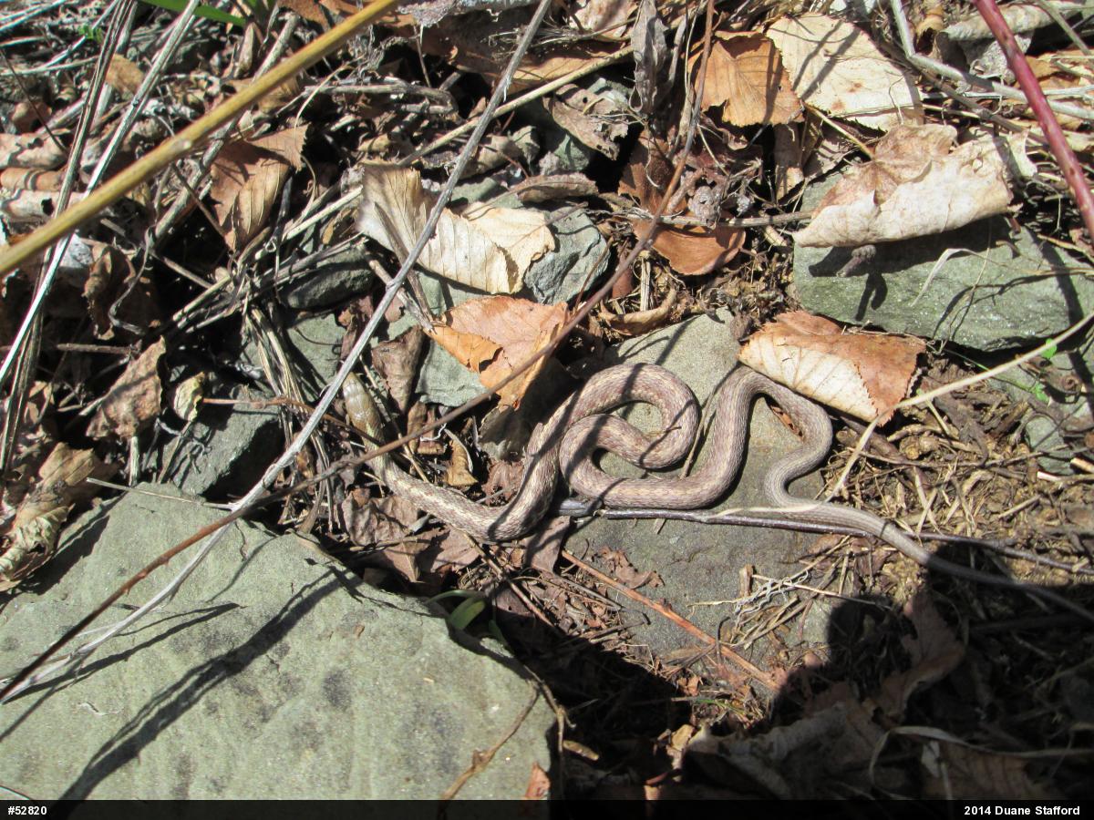Eastern Gartersnake