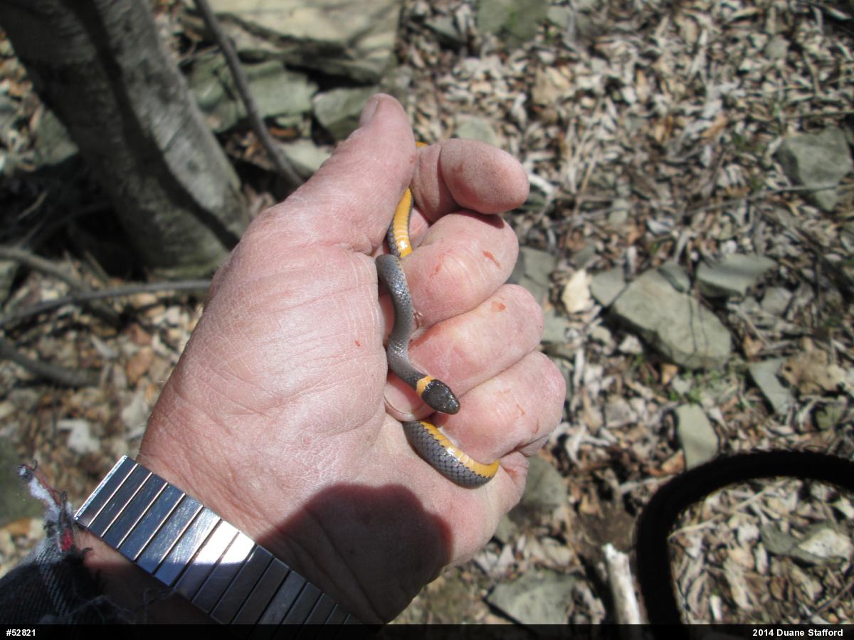 Northern Ring-necked Snake