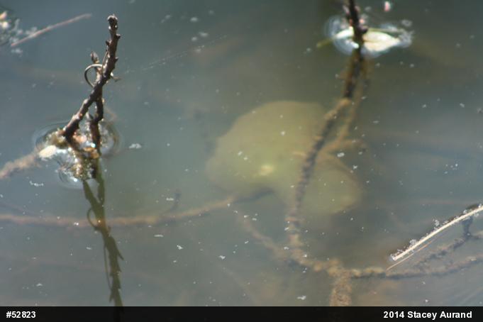 Spotted Salamander