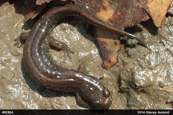 Northern Dusky Salamander