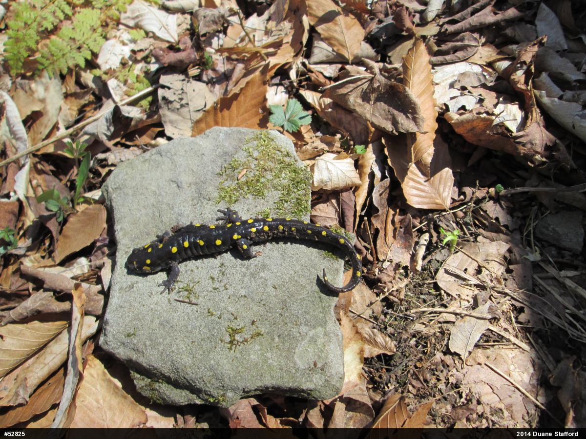 Spotted Salamander
