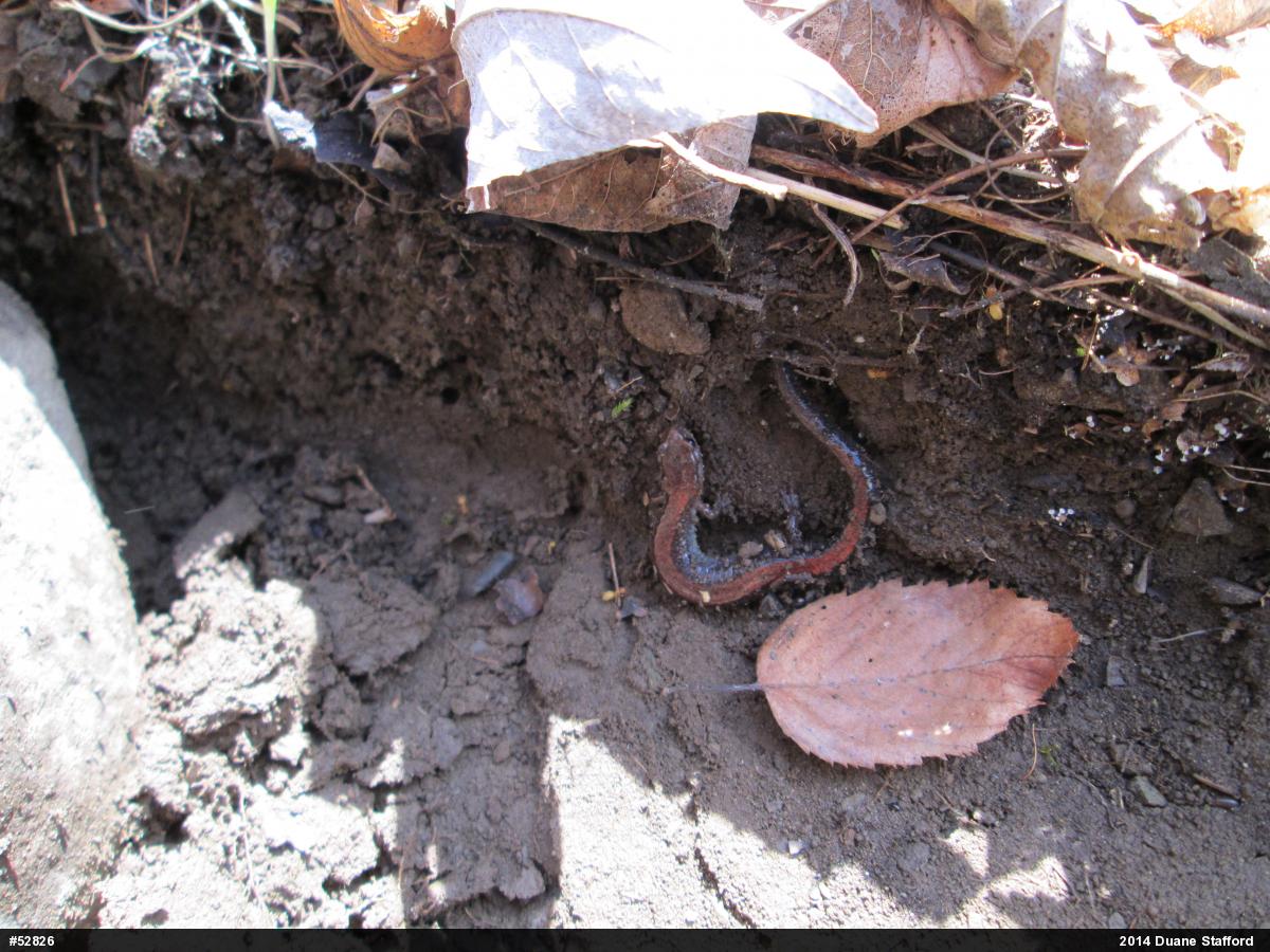 Eastern Red-backed  Salamander