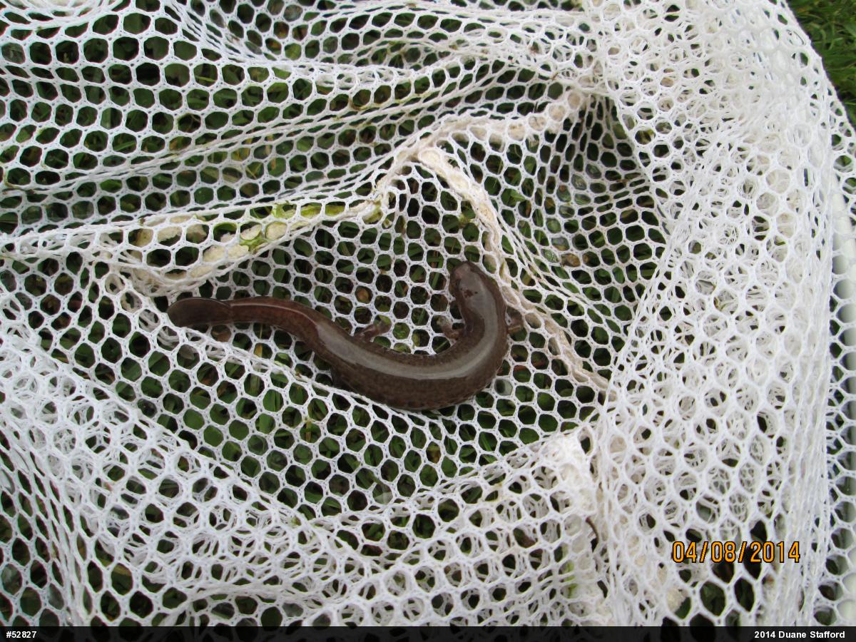 Northern Spring Salamander