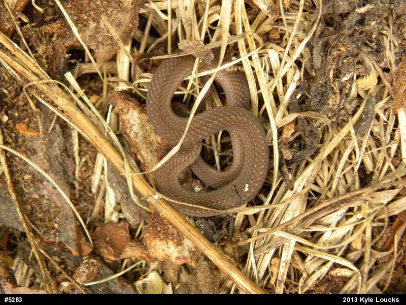 Red-bellied Snake