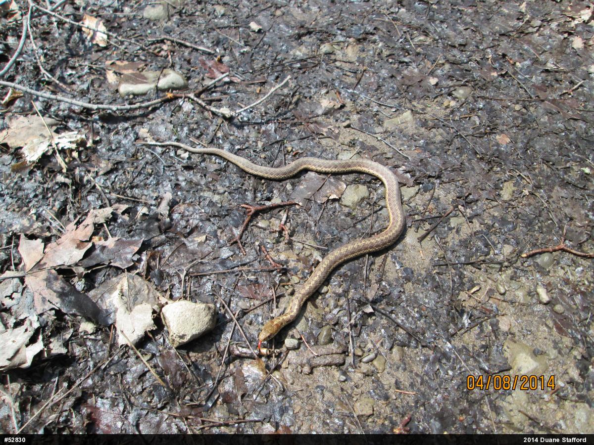 Eastern Gartersnake