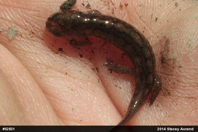 Northern Dusky Salamander