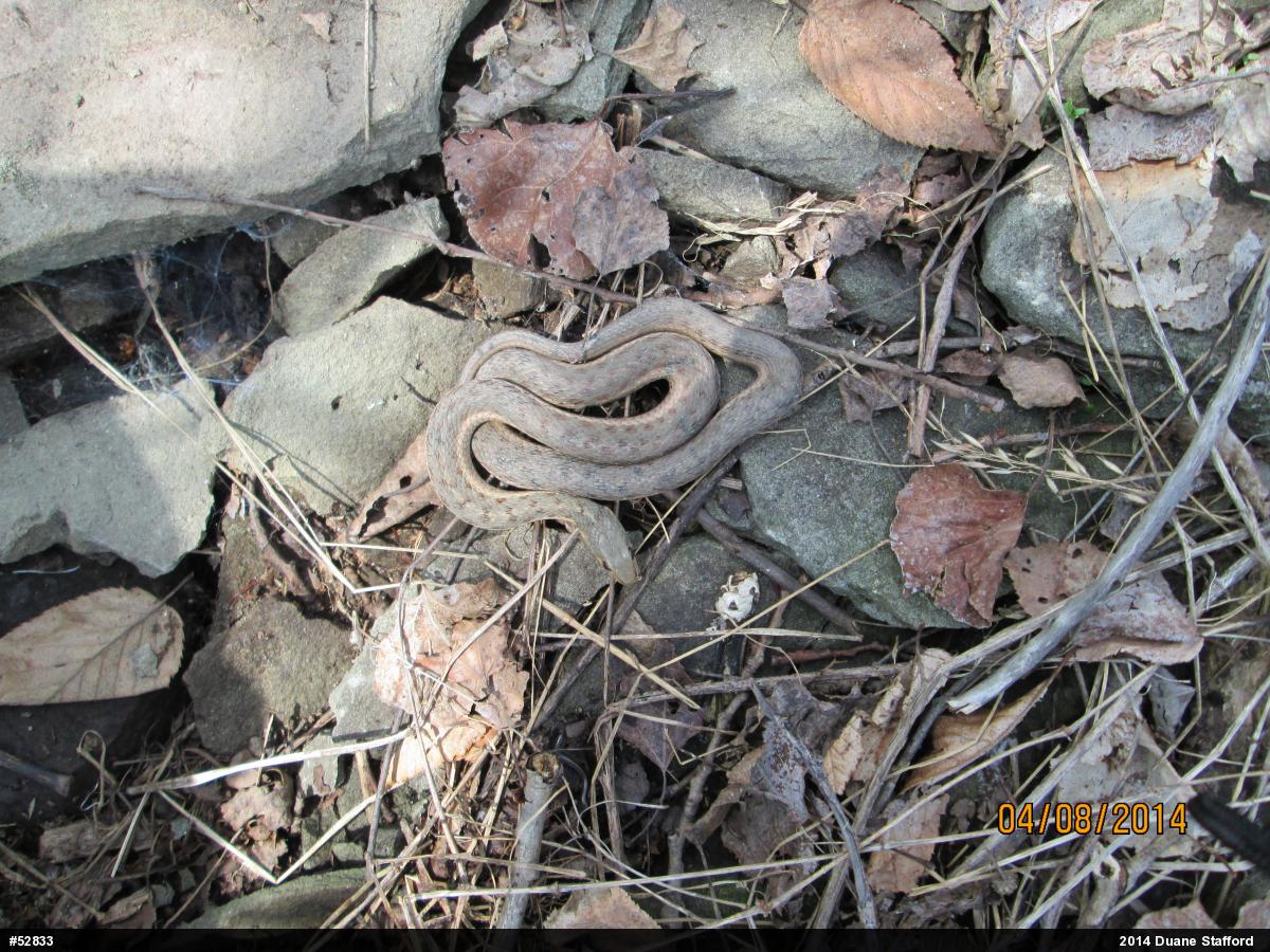 Eastern Gartersnake