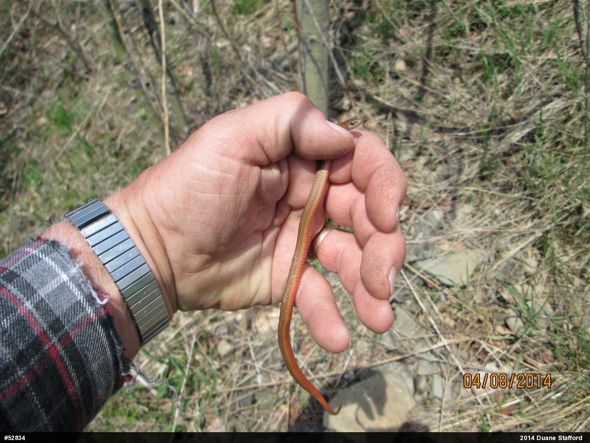 Red-bellied Snake