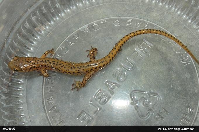 Eastern Long-tailed Salamander