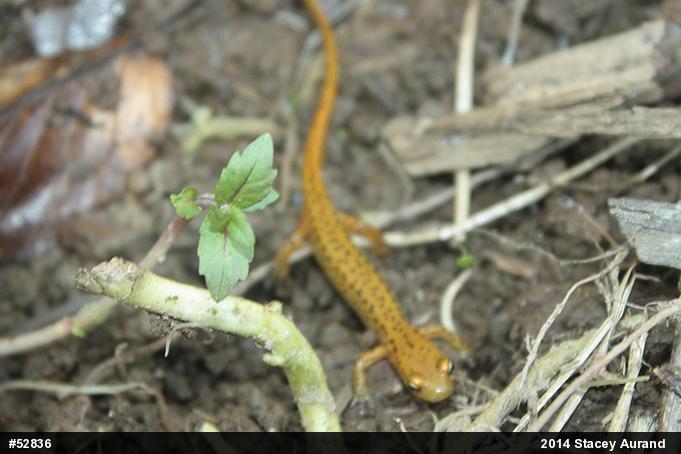 Eastern Long-tailed Salamander