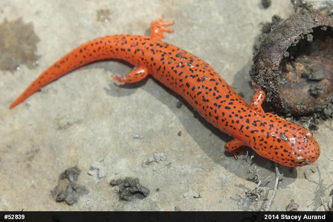 Northern Red Salamander