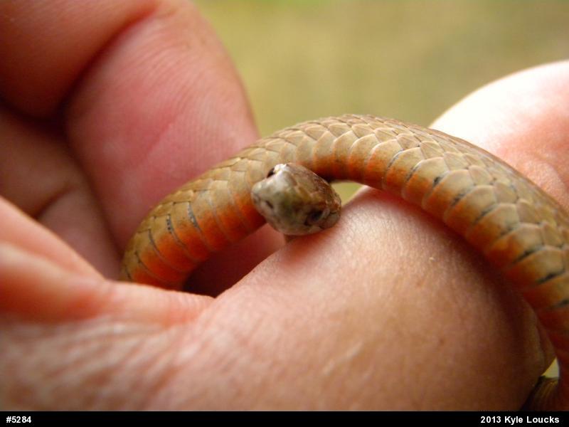 Red-bellied Snake