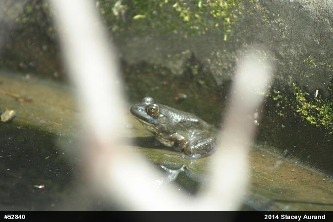 American Bullfrog