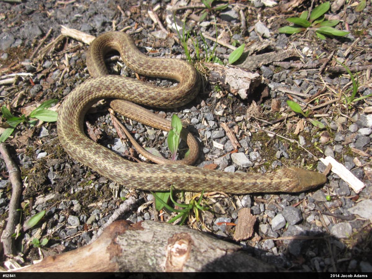 Eastern Gartersnake