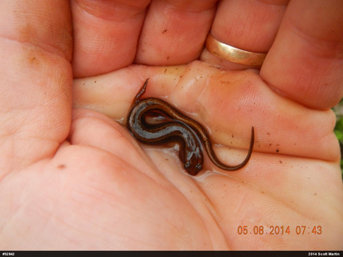 Northern Two-lined Salamander