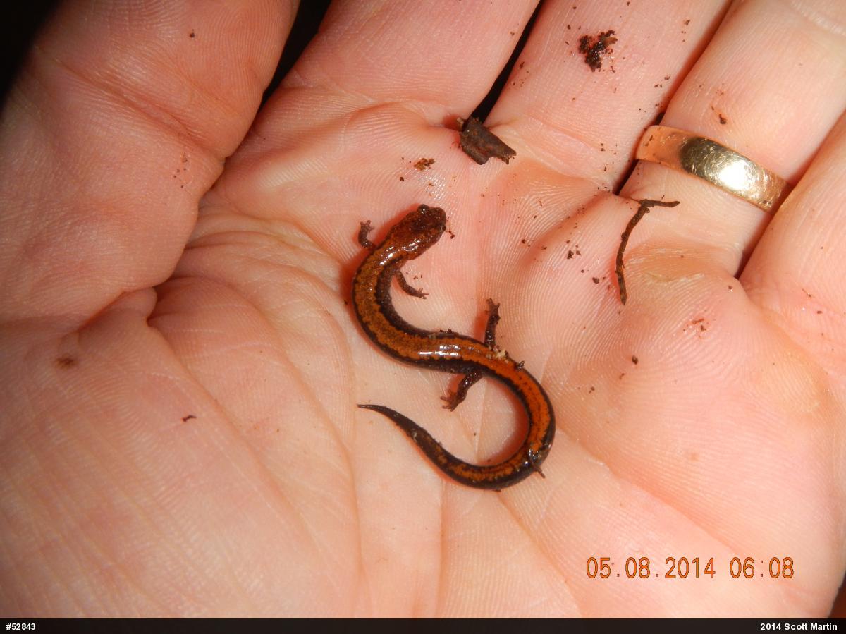 Eastern Red-backed  Salamander