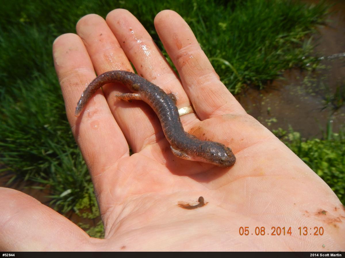 Northern Red Salamander