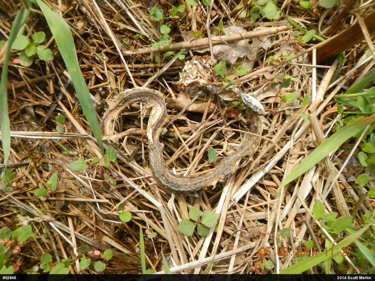 Eastern Gartersnake