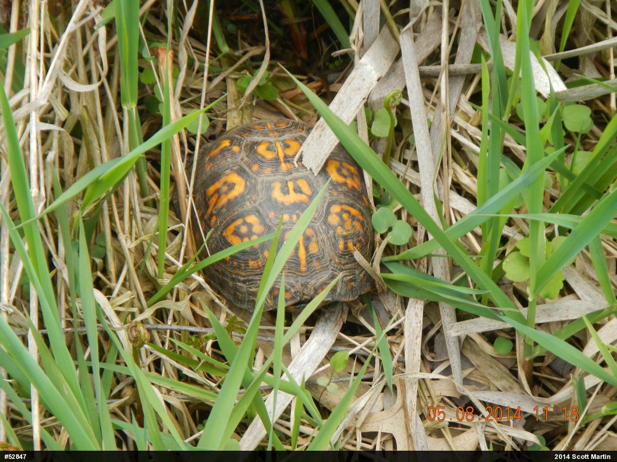 Eastern Box Turtle