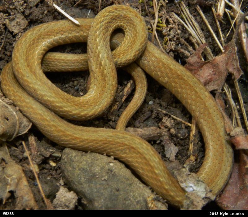 Red-bellied Snake