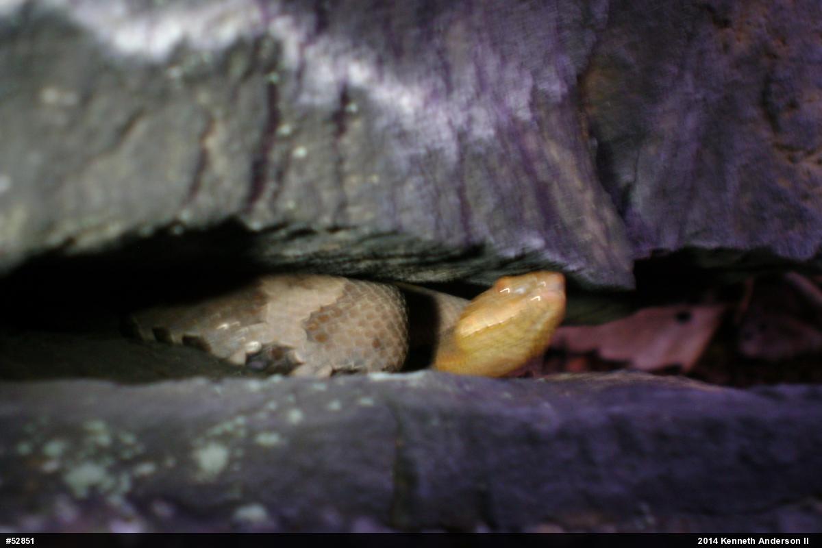 Northern Copperhead
