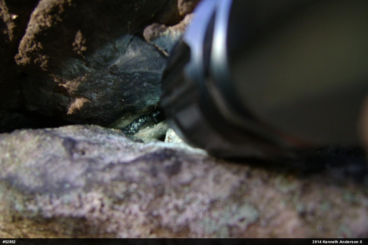 Northern Slimy Salamander